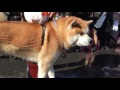 大館アメッコ市2017.02.11　秋田犬パレード