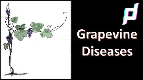 Diseases of Grapevine
