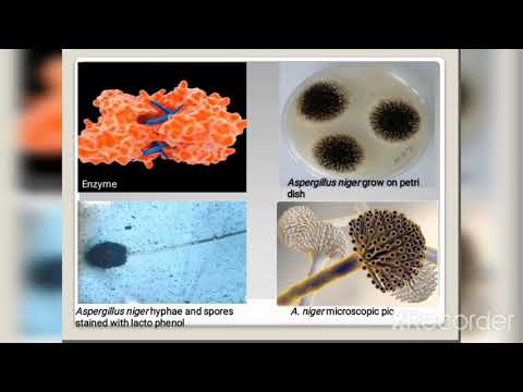 Video: Aspergillus Nigerin CAZyme-koodaavien Geenien Ekspressiopohjainen Klusterointi