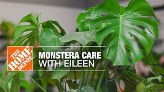 Monstera (Swiss Cheese Plant) Care with Eileen | Indoor House Plants | The Home Depot