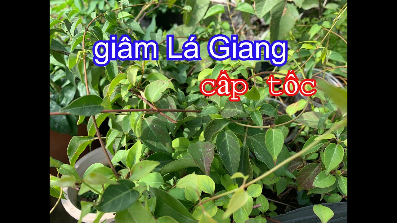 Cách tạo 100 cây con Lá Giang chỉ trong nháy mắt | THÍCH TRỒNG CÂY TV ...