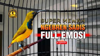 Download Lagu NGEBREN SADIS ‼️ Sogon ngebren penuh emosi memanggil musuh || auto bikin gacor emosi MP3