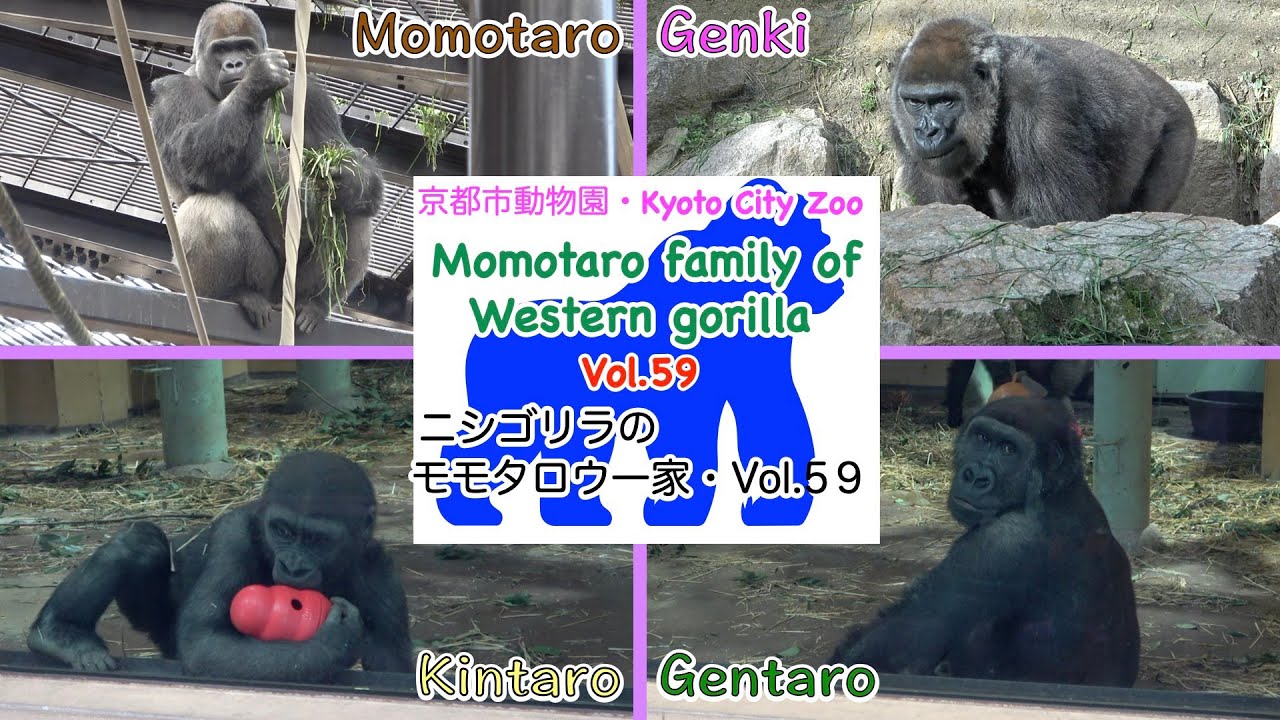 Gorilla】 ゴリラ（ニシゴリラ）のモモタロウ一家・Vol.59 Momotaro