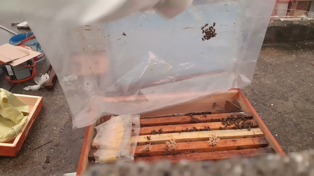 Küf yapmış kovanı değiştiriyorum