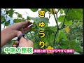 【きゅうり栽培3/5】なが〜くたくさん収穫する為の中期の整枝と管理！実践と絵で分かりやすく説明！How to grow cucumbers