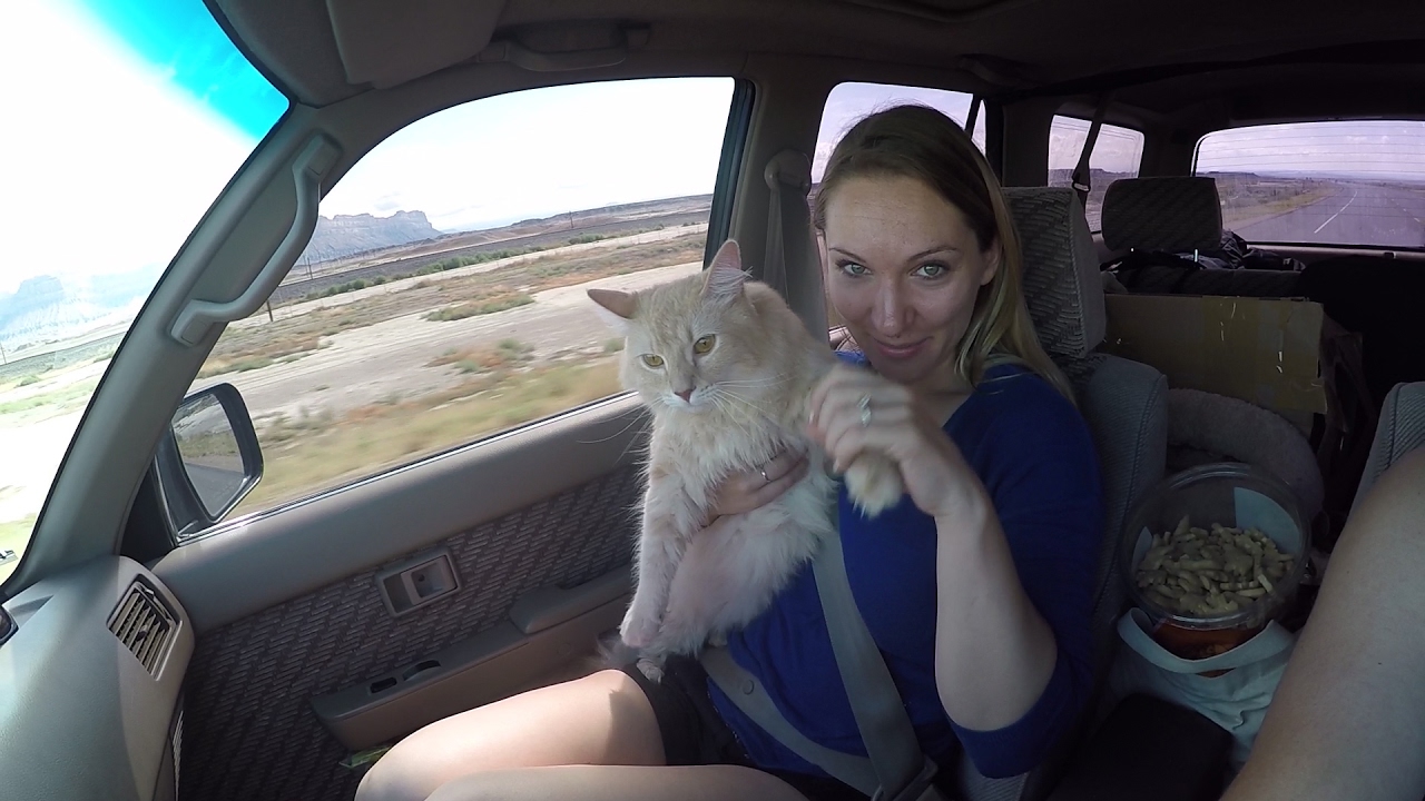 travel cross country with cats