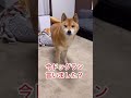 特技:手のひら返し。 #柴犬 #柴犬ロック