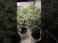 these girls are gonna be thick