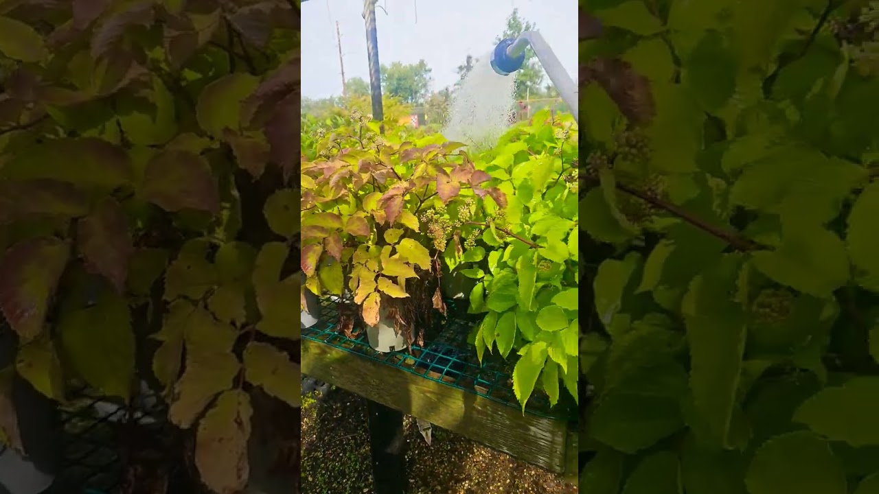 Hola buenos dias aqui andamos trabajando gracias adios 🙏🙏♥️