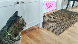 How to Cat-Proof ANY Door EASY by Samo Tries Cat Stuff 261 views 3 weeks ago 1 minute, 32 seconds