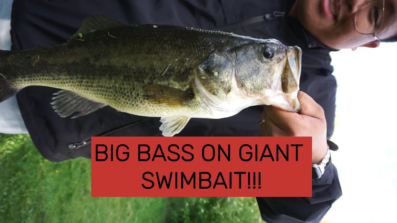 Catching Urban Bass with Big Swimbait