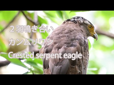 【２羽鳴き合い】カンムリワシ Crested serpent eagle