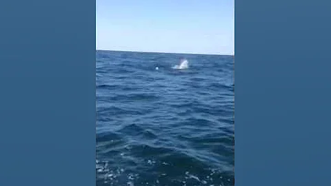 Catching a Sail Fish