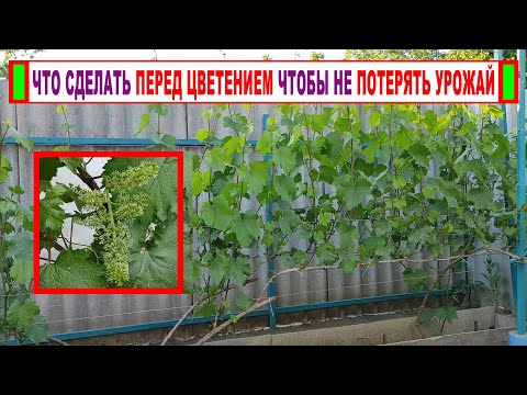 🍇 Что ОБЯЗАТЕЛЬНО