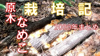 【キノコ栽培】2020年なめこ原木栽培まとめ