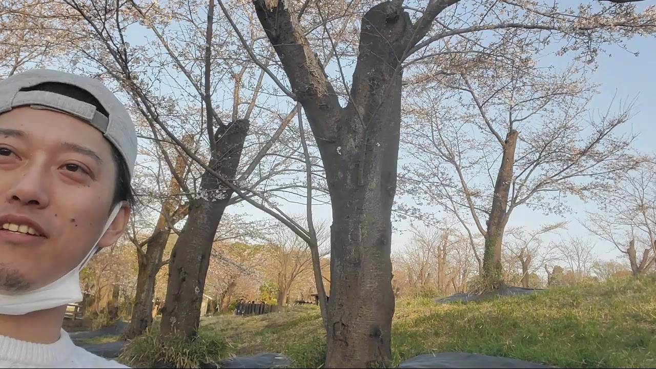 桜を見ながらBBQをする会