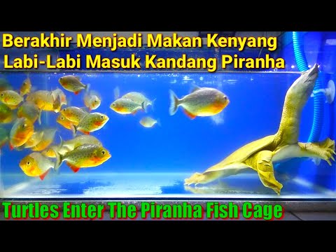 Labi-Labi Masuk Kandang PIRANHA Auto Makan Kenyang