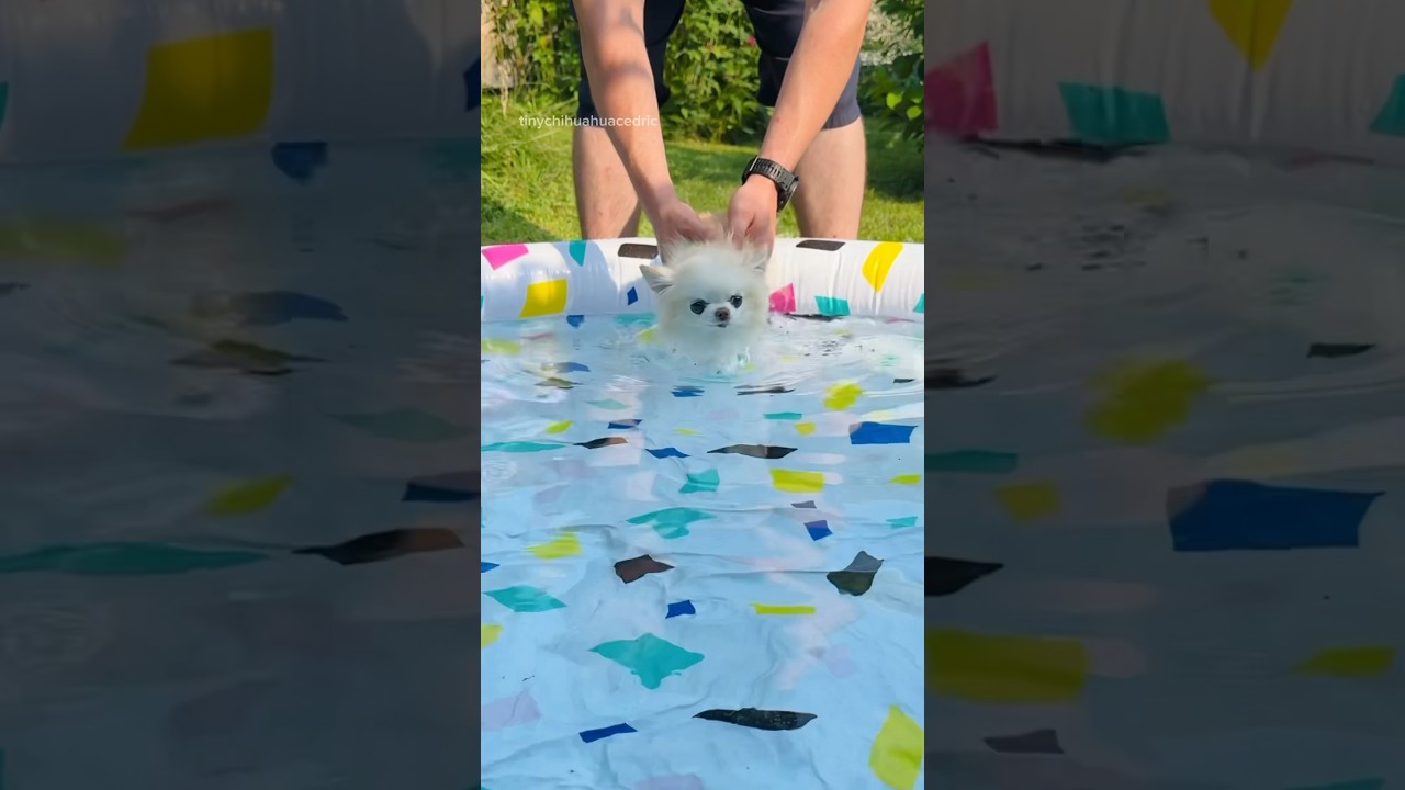 The cutest sounds of tiny chihuahua Cedric swimming 💦🥰 