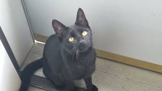 Paris The Black Cat - Such a Cute Meow! - Paris wants to go out!