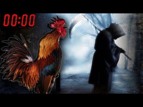 Video: ¿Pueden los gallos cantar de noche?