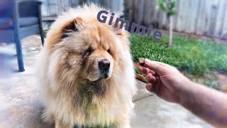 Chow Chow shows Skills for treat.