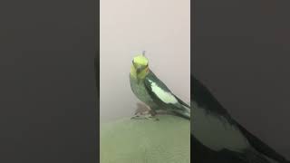 Çok Net Konuşan Sultan Papağanı (Anneni Seviyorsan Alkışla) Resimi