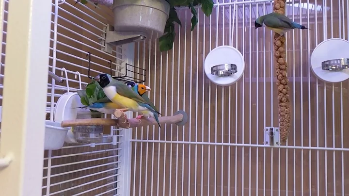 Gouldian Finch family 3/4/17