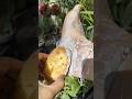 Feet Cleaning Tips ✅|Potato Scrub For Cracked Heels |#shorts #pedicure #feetcare #skincare #viral