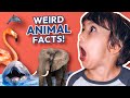 WEIRD ANIMAL FACTS QUIZ 🐳🐘🐸 How many can you guess?