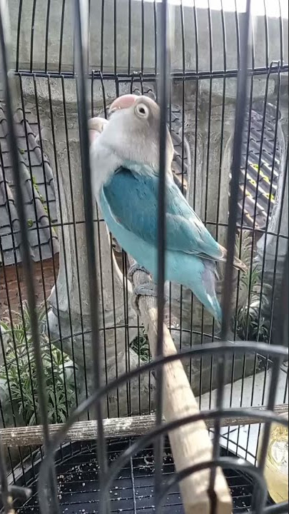 lovebird isian cucak jenggot