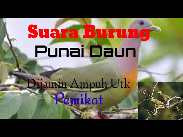 [Suara Burung Punai Daun] Utk pemikat class=