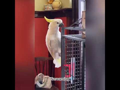 WATCH: Yoko the Parrot Perfectly Imitates Human Speech