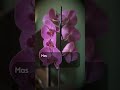 4 Perguntas e respostas sobre as orquídeas