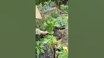 Thu hoạch Cải nhà Rạng Đông #hatgiongrangdong #rangdongseeds