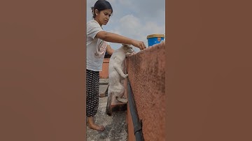 Once Upon A Time | Vikram | Tiku #cat #sigmacat #anirudh #leo #trailer
