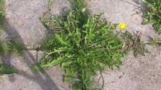 Gardening for us, A look at weeds.