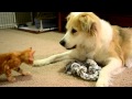 video 33: Murkin the Dog playing gently with a kitten