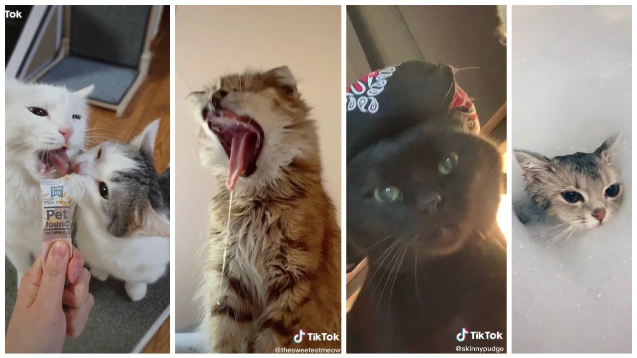 Tik Tok Funny Cute & Clumsy Cats Videos Compilation #1 2020 | Tiktok Memes  2020 - Youtube