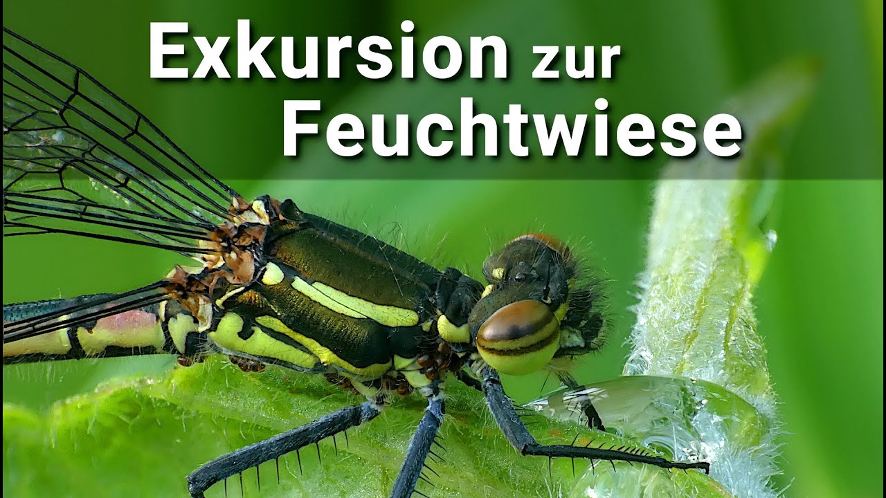 Makroexkursion zu einer Feuchtwiese bei Regen - meine Funde und Erklärungen dazu!