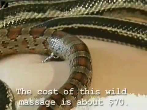 Weird Snake Massage video Glennfox