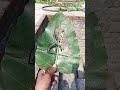 Akshy Kumar leaf art # short# ytshorts# shorts# viralshorts #viralshort#