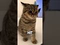 #cat #purrfectlyfunny #funny #cats101 #funnycats #cattomemes #kitten #pets #cathealth #catvideos
