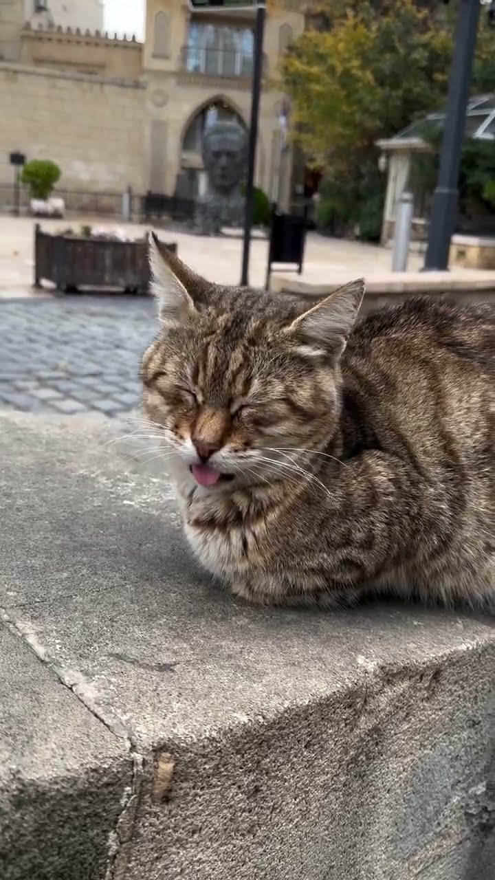 Très mignon petit chaton ? ? ? ? ? ? ?