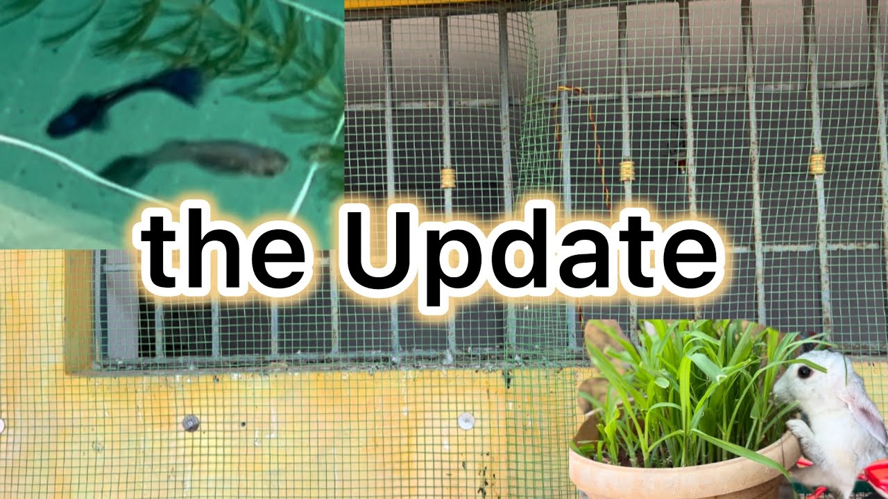 Mini Zoo Update | What is changing and what’s New pet we got ? 