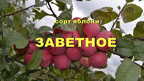 Сорт яблони Заветное