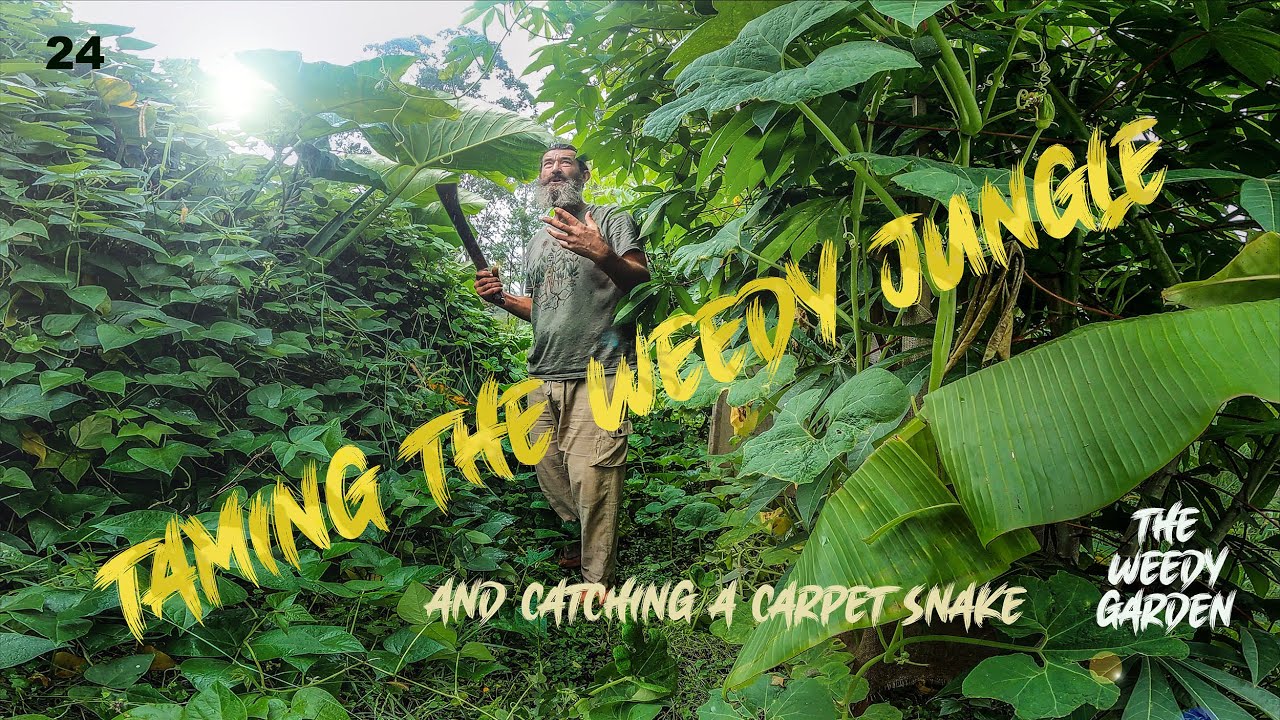 CHOP AND DROP - Feeding a food forest