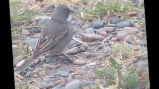 Bahia San Blas. Argentina