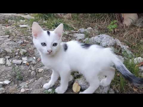 Видео: Очите на котките или котките гноят: причини за това какво да се прави и как да се лекува коте и възрастно животно у дома, как да се измие от гной