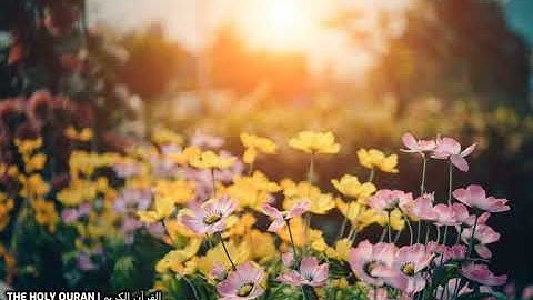 سورة آل عمران بصوت القارئ قاسم شبلي #تلاوة #القرآن_الكريم #قرآن #القرآن #قران #quran