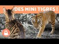 10 RACES de CHATS TIGRÉS ou TABBIES 🐯 Découvrez-les !